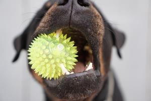 Best Toys for Rottweilers